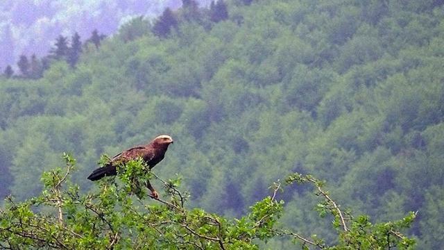 Împărtășind zborul