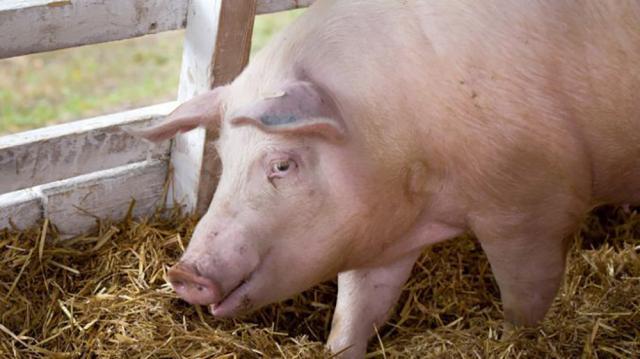 Porc bolnav de pestă africană. Foto agrointel.ro