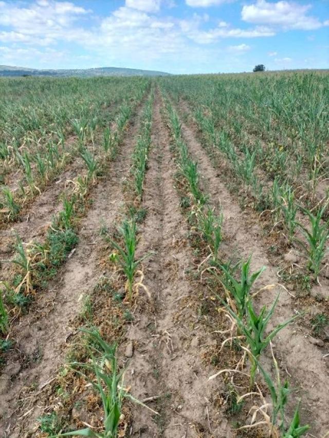 Culturi afectate de secetă. Foto Directia Agricolă Suceava