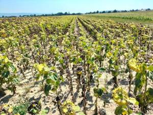 Culturi afectate de secetă. Foto Directia Agricolă Suceava