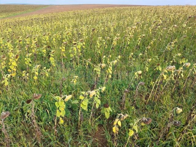 Culturi afectate de secetă. Foto Directia Agricolă Suceava