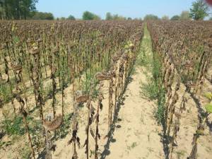 Culturi afectate de secetă. Foto Directia Agricola Suceava