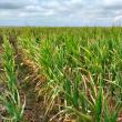 Cele mai mari suprafețe cultivate lovite de secetă sunt la Hănțești și Liteni