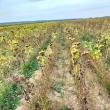 Cele mai mari suprafețe cultivate lovite de secetă sunt la Hănțești și Liteni