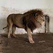 Leii Simba ;i Mir, refugiați din Ucraina la Grădina Zoologică Rădăuți, au plecat în Africa
