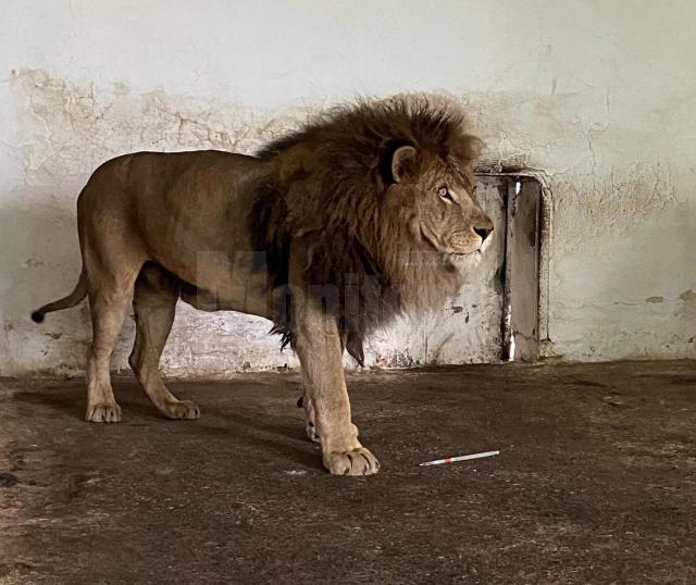 Leii Simba ;i Mir, refugiați din Ucraina la Grădina Zoologică Rădăuți, au plecat în Africa