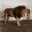 Leii Simba şi Mir, refugiați din Ucraina la Grădina Zoologică Rădăuți, au plecat în Africa