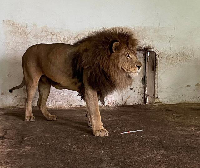 Leii Simba şi Mir, refugiați din Ucraina la Grădina Zoologică Rădăuți, au plecat în Africa