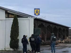 Caracatița traficanților de material lemnos din județ, deranjată de anchetatori de la București