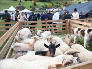 Animale la târg
