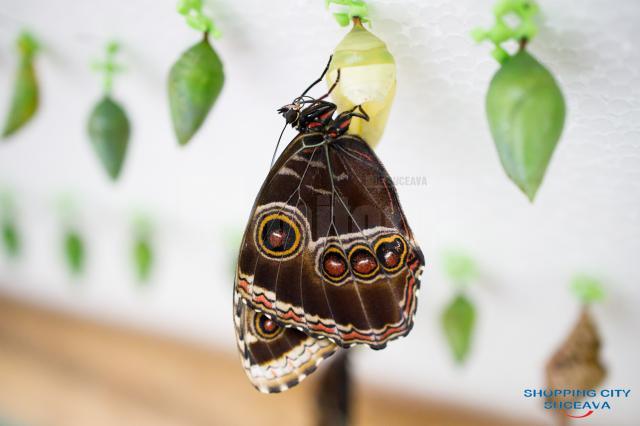 Expoziție cu peste peste 150 de fluturi vii din America de Sud și din Asia, la Shopping City Suceava