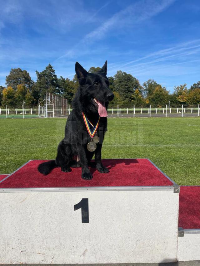 Nero, câinele polițist de la Poliția de Frontieră Siret, locul întâi la proba ”Detectare explozivi”