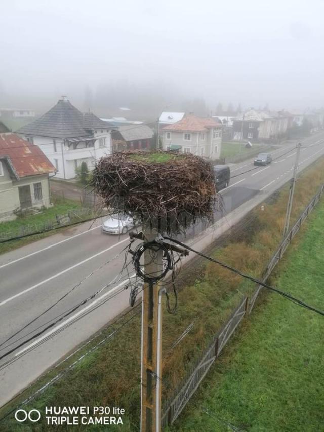 Operațiunea „Salvarea berzei”, desfășurată la Poiana Stampei 2