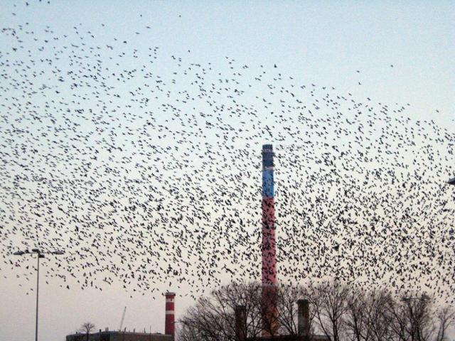 De frica plângerilor penale, Primăria Suceava nu se mai atinge de ciorile din oraș