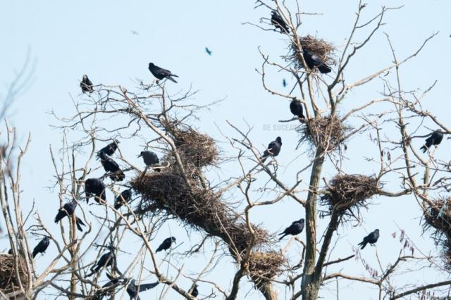 De frica plângerilor penale, Primăria Suceava nu se mai atinge de ciorile din oraș