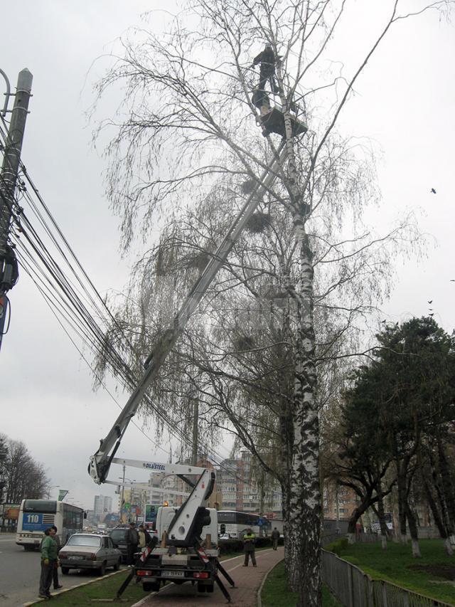 De frica plângerilor penale, Primăria Suceava nu se mai atinge de ciorile din oraș