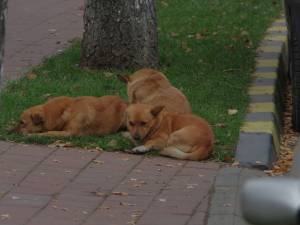 Câini pe străzile Sucevei