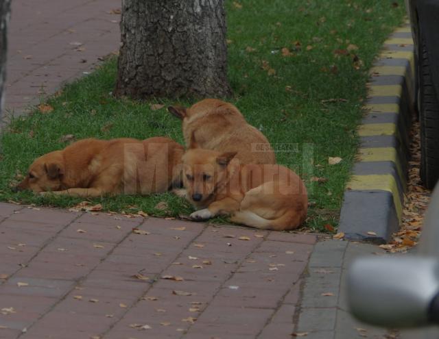 Câini pe străzile Sucevei