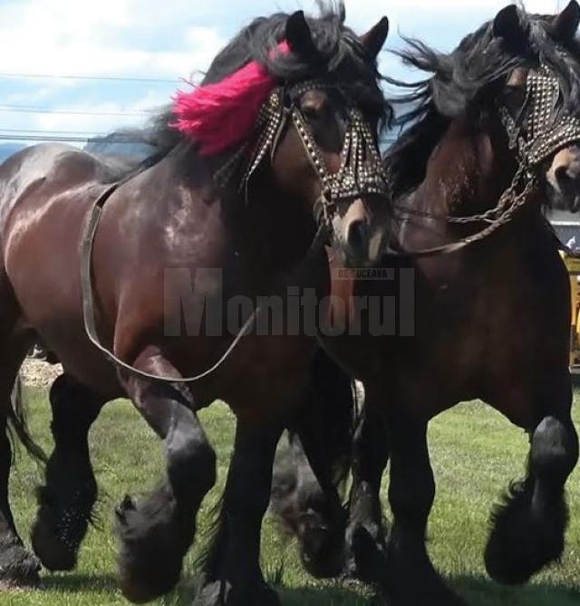 Descindere a polițiștilor și inspectorilor veterinari la un târg de cai neautorizat. Foto curierul.ro