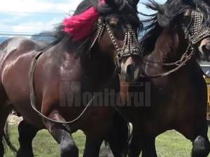 Descindere a polițiștilor și inspectorilor veterinari la un târg de cai neautorizat Foto curierul.ro