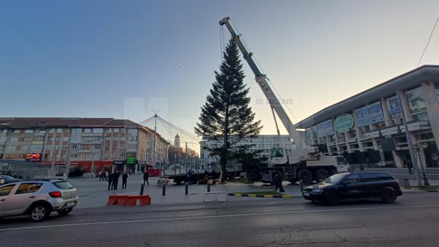 Bradul a fost adus de la Ocolul Silvic Fălticeni, din zona Cornu Luncii, iar ornarea sa va începe de luni