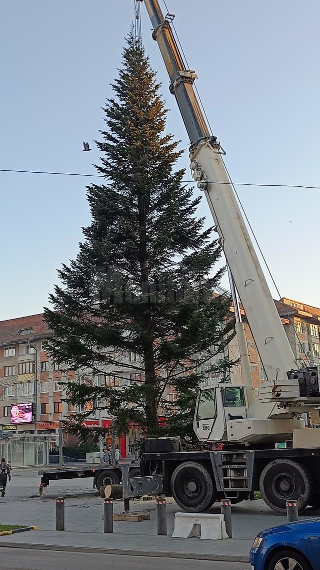 Bradul a fost adus de la Ocolul Silvic Fălticeni, din zona Cornu Luncii, iar ornarea sa va începe de luni