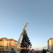 Bradul de Crăciun a fost adus în centrul Sucevei și va fi ornat cu o nouă instalație de iluminat