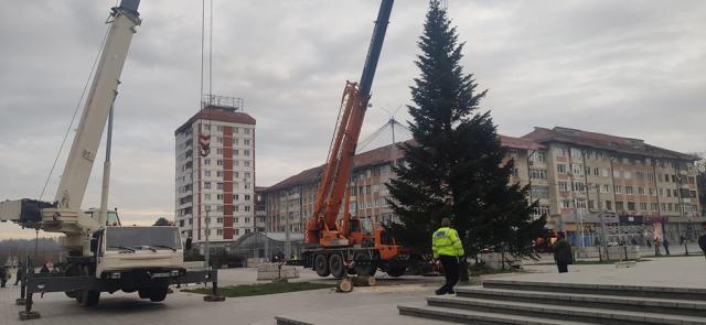 Bradul din centrul Sucevei, înlocuit pentru a se potrivi noilor instalații ornamentale