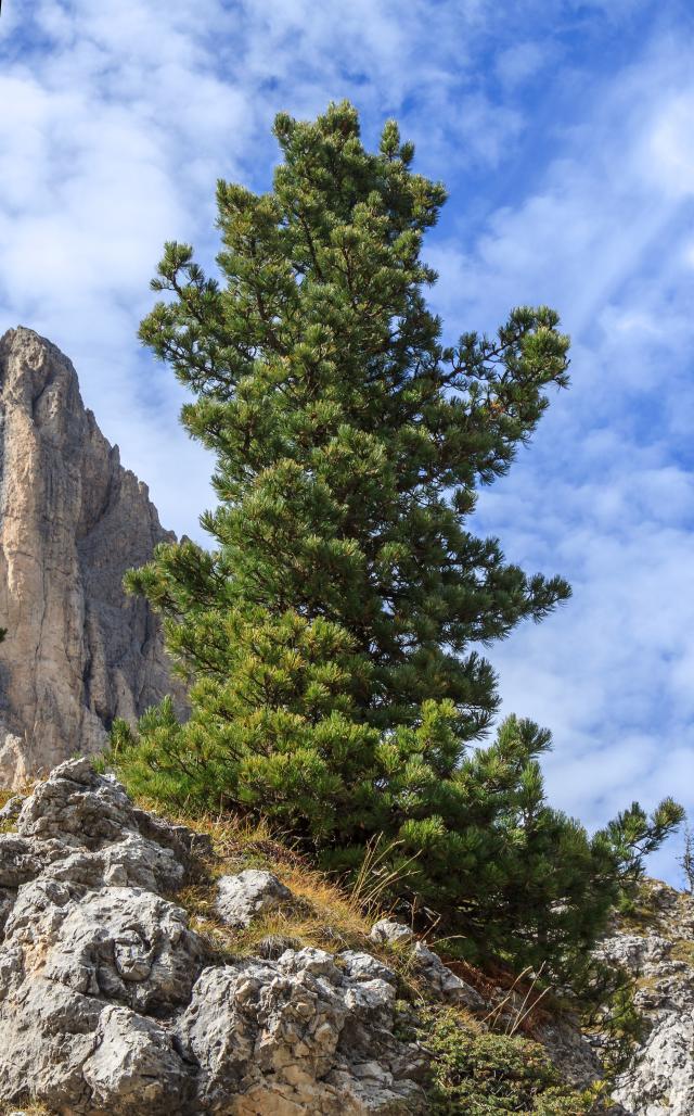 Zâmbrul (Pinus cembra) este supranumit „Regele Alpilor“ - foto wikimedia.org