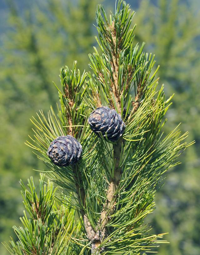 Zâmbrul (Pinus cembra) este supranumit „Regele Alpilor“ - foto wikimedia.org