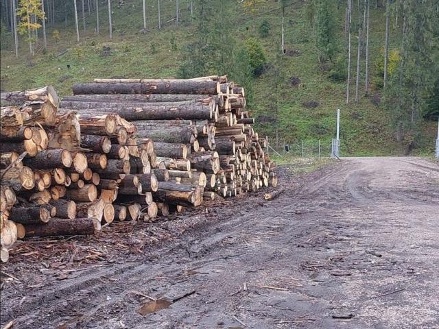 Sancțiuni de 100 de milioane de lei aplicate unui agent economic care tăia arbori din alte zone decât avea autorizație