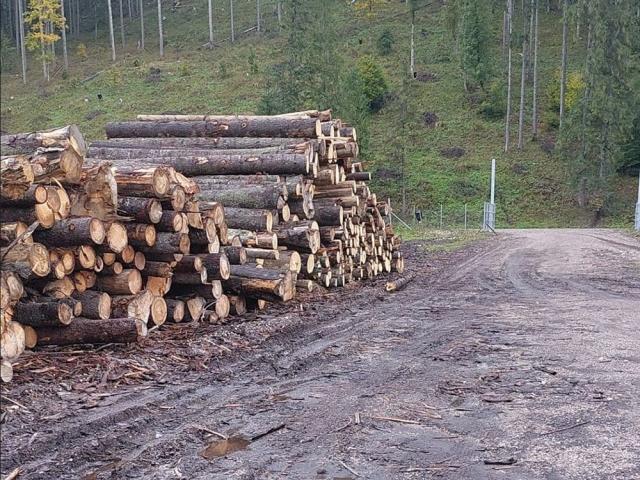 Sancțiuni de 100 de milioane de lei aplicate unui agent economic care tăia arbori din alte zone decât avea autorizație