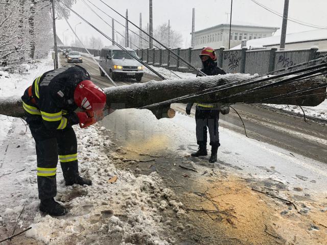 Arbori rupți sub greutatea zăpezii, în mai multe zone ale municipiului Suceava 2