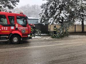 Arbori rupți sub greutatea zăpezii, în mai multe zone ale municipiului Suceava 3