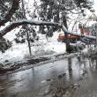 Arbori rupți de greutatea zăpezii, la Suceava
