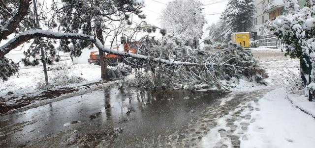 Arbori rupți de greutatea zăpezii, la Suceava