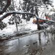 Arbori rupți sub greutatea zăpezii, în mai multe zone ale Sucevei