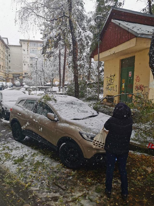 Arbori rupți sub greutatea zăpezii, în mai multe zone ale Sucevei
