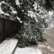 Arbori rupți sub greutatea zăpezii, în mai multe zone ale municipiului Suceava