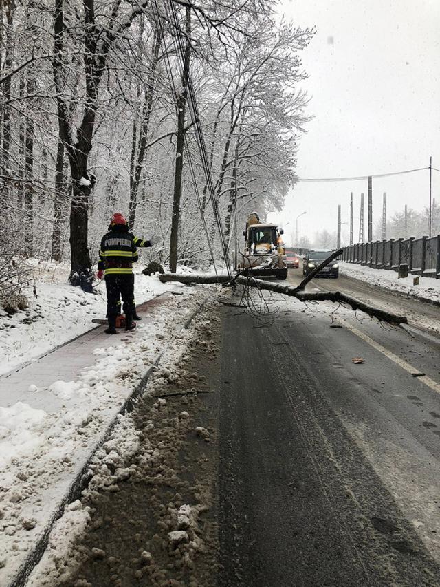 Arbori rupți sub greutatea zăpezii, în mai multe zone ale municipiului Suceava
