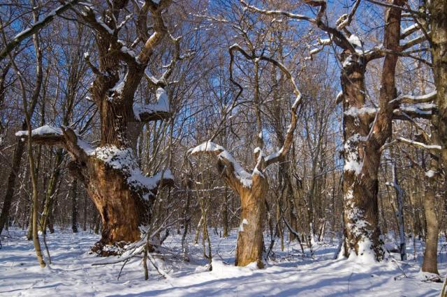 Pădurea Mociar, considerată cea mai bătrână din România