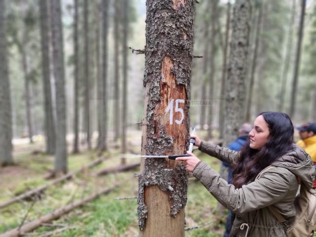 Studenți și profesori de la Facultatea de Silvicultură Suceava vor veni cu dovezi științifice privind vârsta reală a arborilor