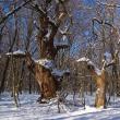 Secretele celei mai bătrâne păduri din România vor fi dezvăluite de studenți și ...