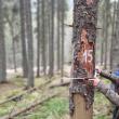 Studenți și profesori de la Facultatea de Silvicultură Suceava vor veni cu dovezi științifice privind vârsta reală a arborilor