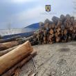 Amenzi mari și peste 110 mc lemn confiscat de la depozite care au emis avize fictive de transport