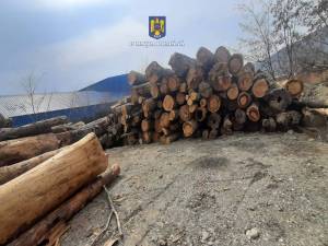 Amenzi mari și peste 110 mc lemn confiscat de la depozite care au emis avize fictive de transport