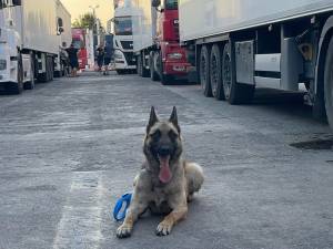 Câinele polițist Dima