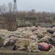 60 de oi sfâșiate la doi pași de Suceava.  Câinii sălbăticiți sau șacalii ar fi putut provoca dezastrul