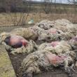60 de oi sfâșiate la doi pași de Suceava.  Câinii sălbăticiți sau șacalii ar fi putut provoca dezastrul