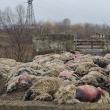 60 de oi sfâșiate la doi pași de Suceava